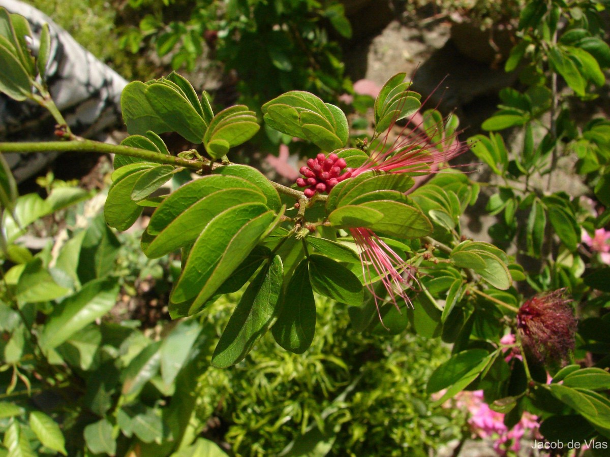 Calliandra tergemina var. emarginata (Humb. & Bonpl. ex Willd.) Barneby